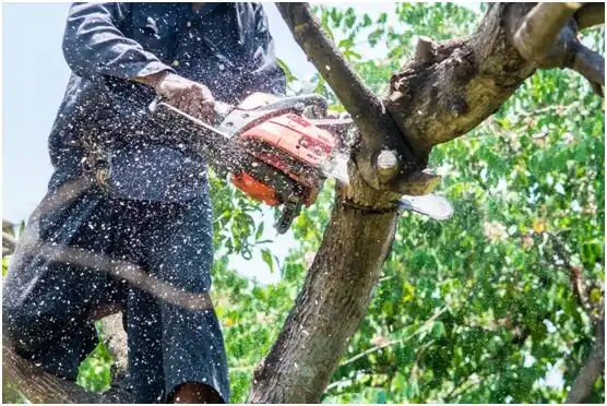 tree services Port Angeles